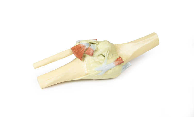 Knee Joint extended - 3D Printed Cadaver