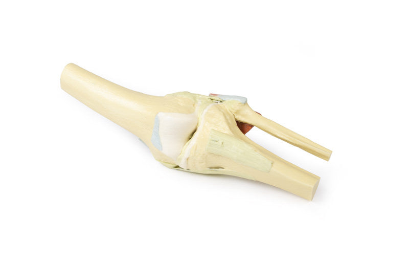 Knee Joint extended - 3D Printed Cadaver