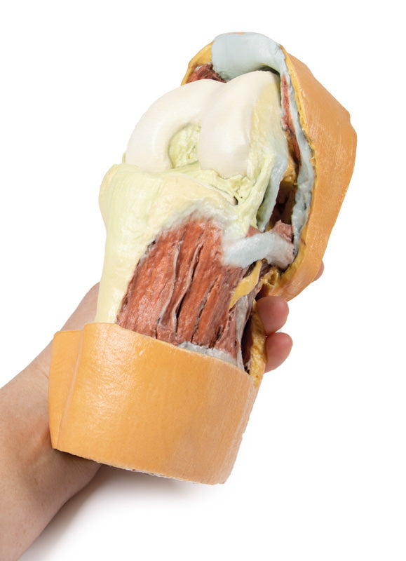 Flexed knee joint deep dissection - 3D Printed Cadaver