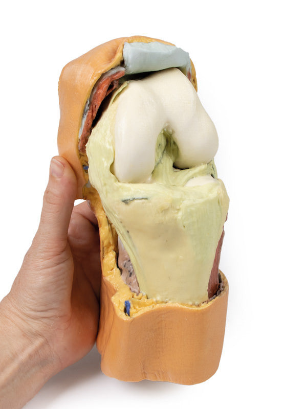 Flexed knee joint deep dissection - 3D Printed Cadaver