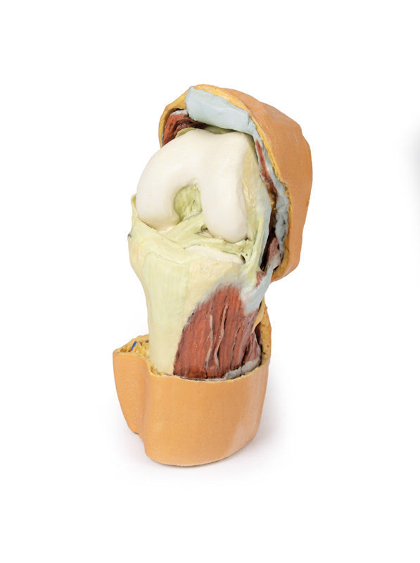 Flexed knee joint deep dissection - 3D Printed Cadaver