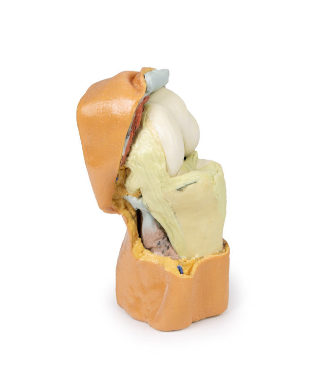 Flexed knee joint deep dissection - 3D Printed Cadaver