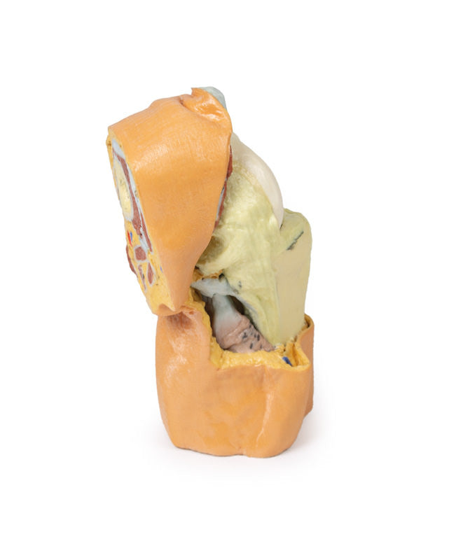 Flexed knee joint deep dissection - 3D Printed Cadaver