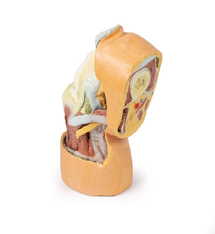 Flexed knee joint deep dissection - 3D Printed Cadaver