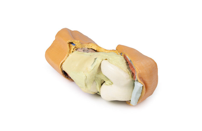 Flexed knee joint deep dissection - 3D Printed Cadaver