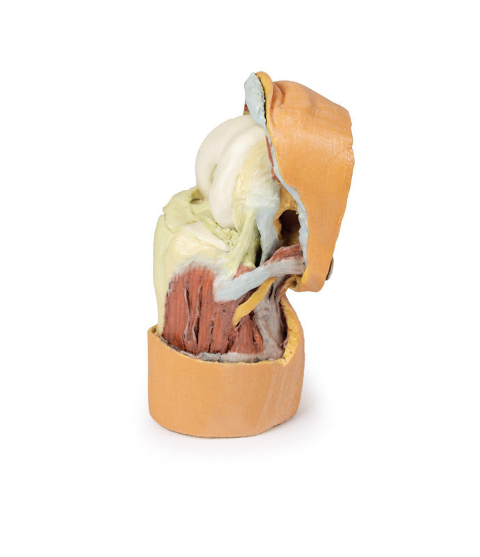 Flexed knee joint deep dissection - 3D Printed Cadaver