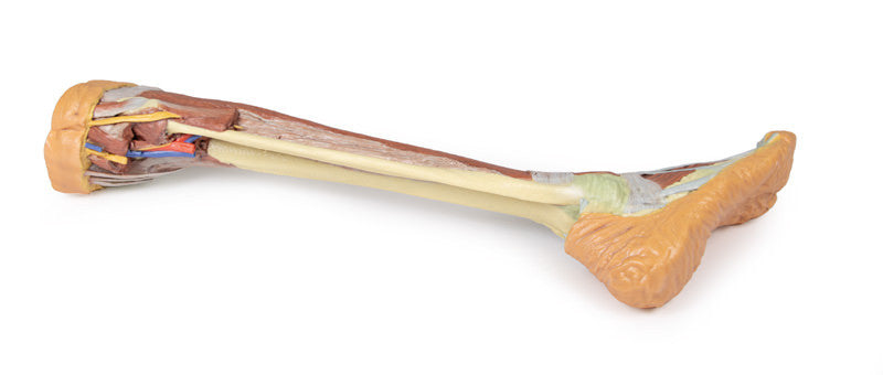 Lower Limb - deep dissection - 3D Printed Cadaver