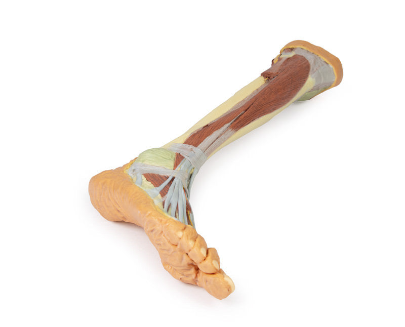Lower Limb - deep dissection - 3D Printed Cadaver