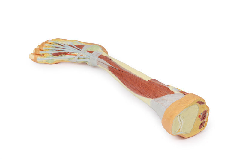 Lower Limb - deep dissection - 3D Printed Cadaver