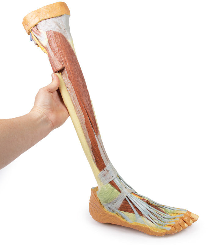 Lower Limb - deep dissection - 3D Printed Cadaver