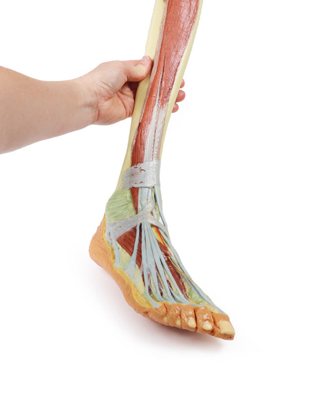 Lower Limb - deep dissection - 3D Printed Cadaver