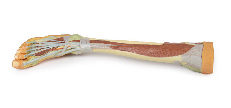 Lower Limb - deep dissection - 3D Printed Cadaver
