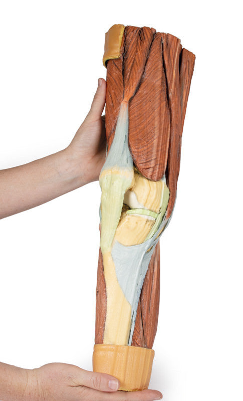 Lower Limb Musculature | 3D Printed Cadaver