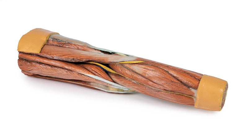 Lower Limb Musculature | 3D Printed Cadaver