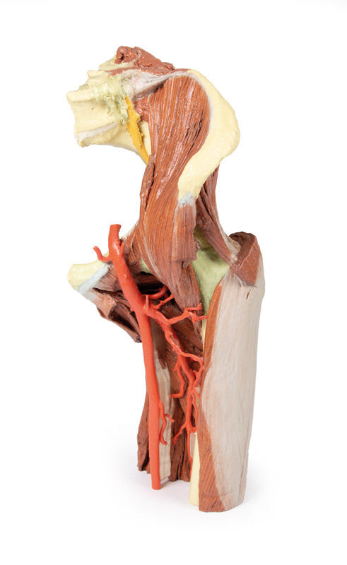 Lower Limb - deep dissection of a left pelvis and thigh - 3D Printed Cadaver