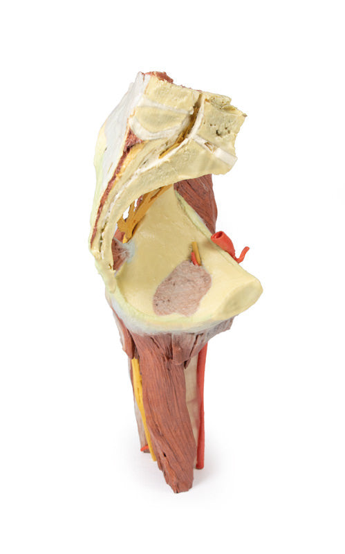 Lower Limb - deep dissection of a left pelvis and thigh - 3D Printed Cadaver