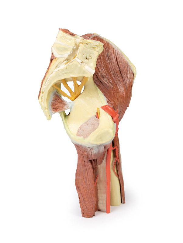 Lower Limb - deep dissection of a left pelvis and thigh - 3D Printed Cadaver