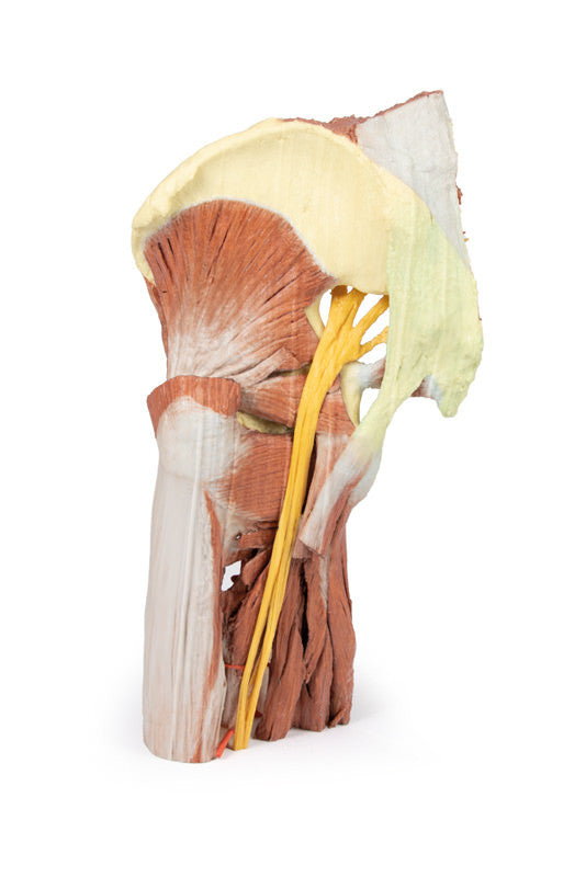 Lower Limb - deep dissection of a left pelvis and thigh - 3D Printed Cadaver