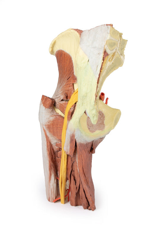 Lower Limb - deep dissection of a left pelvis and thigh - 3D Printed Cadaver