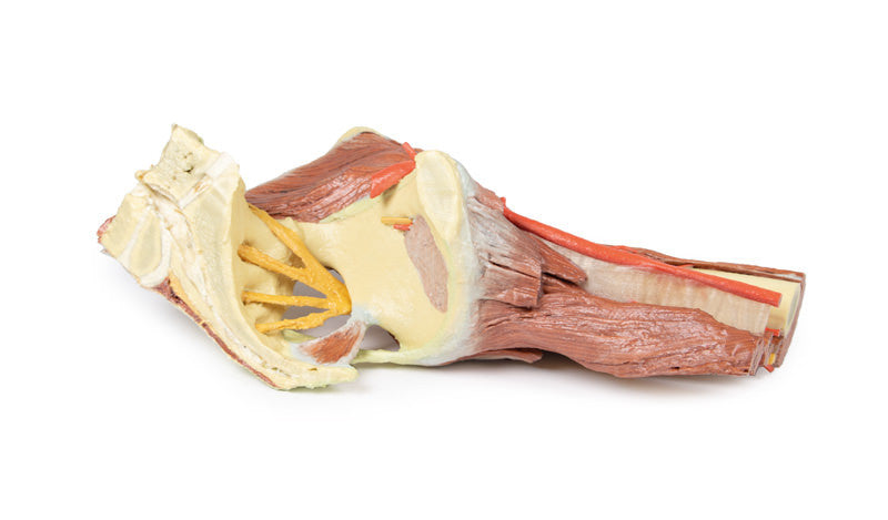 Lower Limb - deep dissection of a left pelvis and thigh - 3D Printed Cadaver
