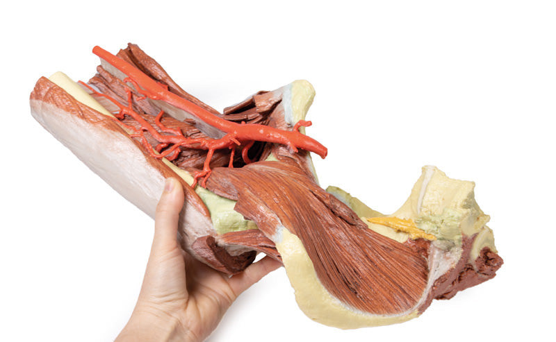 Lower Limb - deep dissection of a left pelvis and thigh - 3D Printed Cadaver