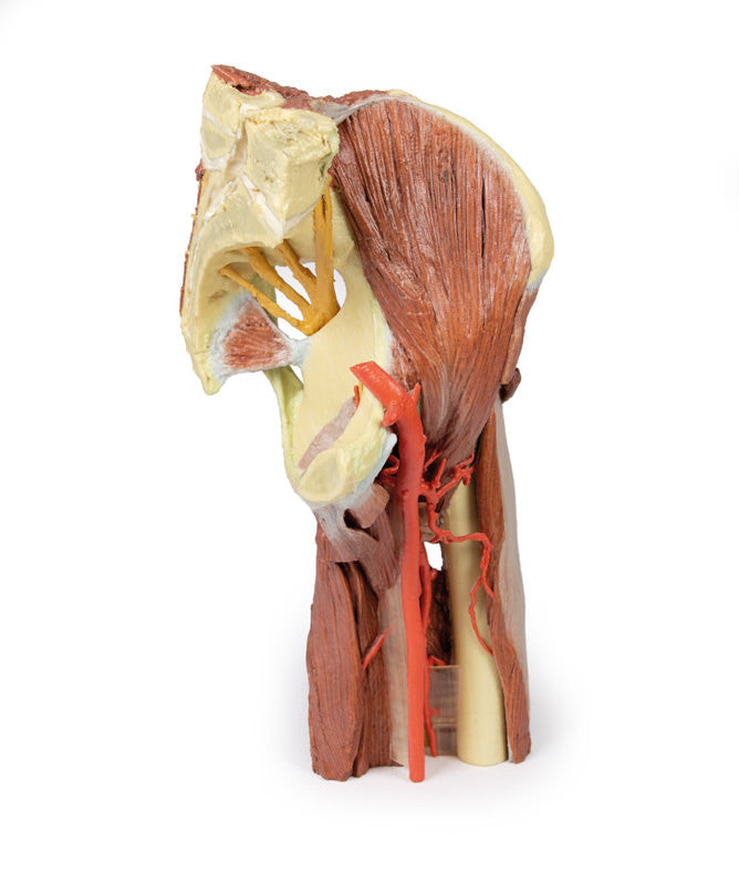 Lower Limb - deep dissection of a left pelvis and thigh - 3D Printed Cadaver