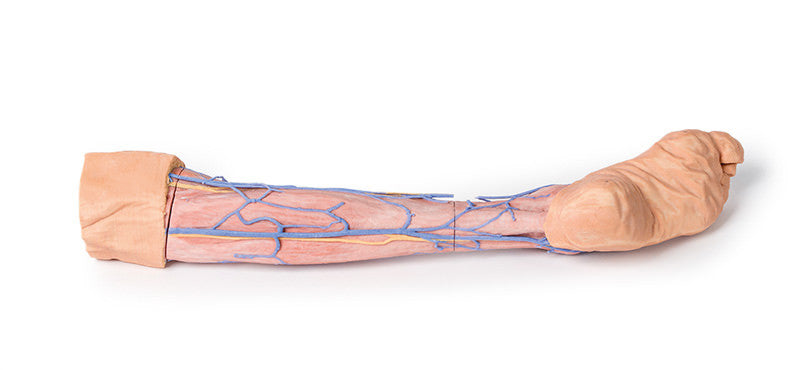 Lower Limb superficial veins - 3D Printed Cadaver