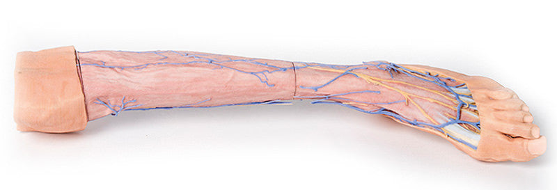 Lower Limb superficial veins - 3D Printed Cadaver