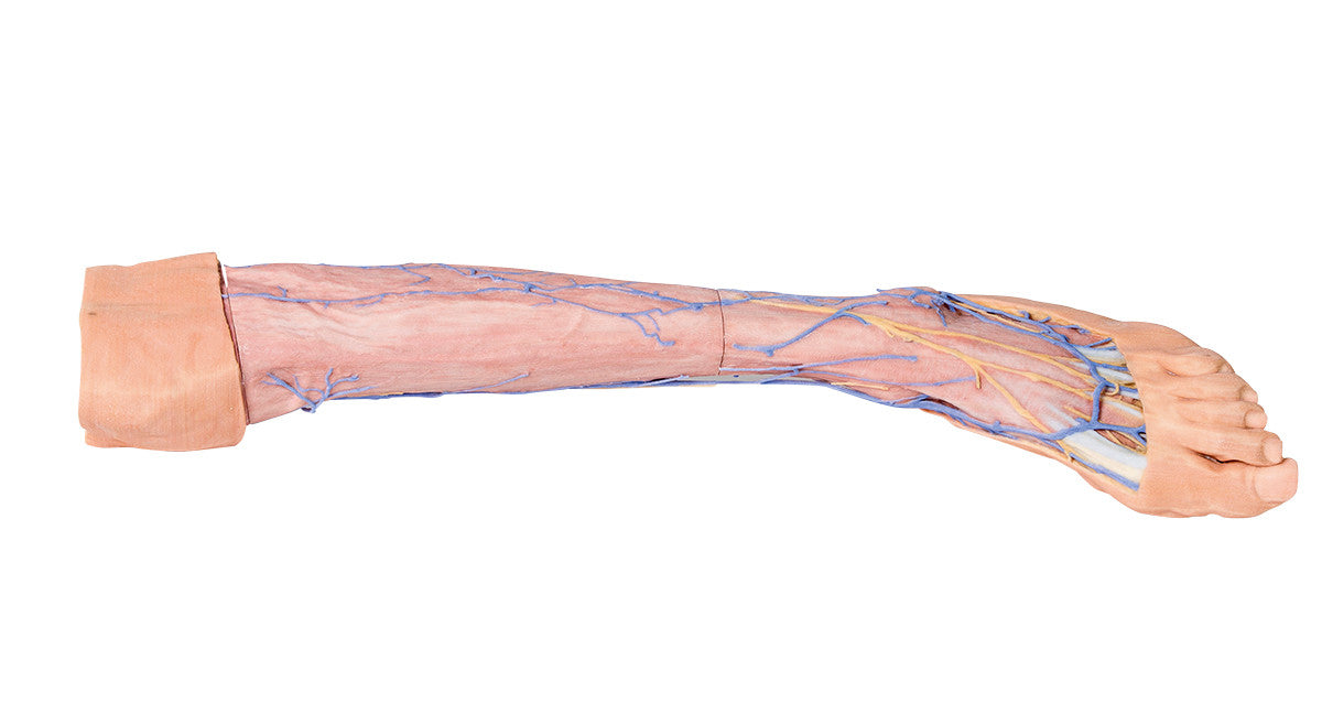 Lower Limb superficial veins - 3D Printed Cadaver