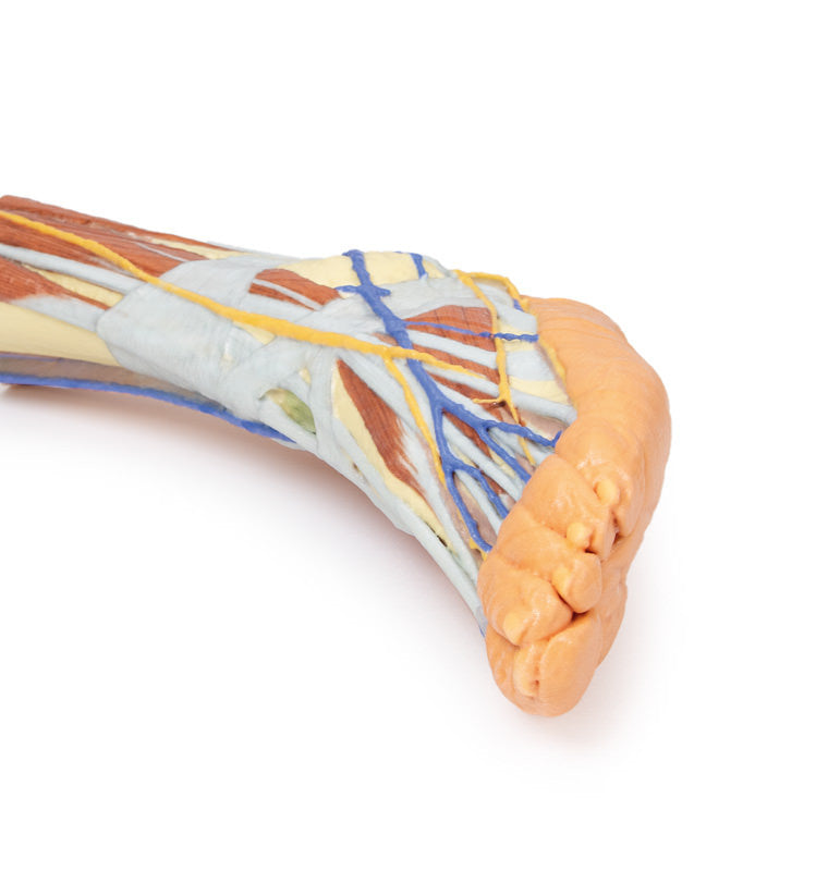 Lower limb - superficial dissection - 3D Printed Cadaver