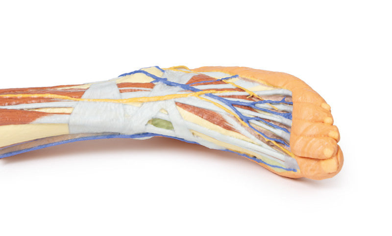 Lower limb - superficial dissection - 3D Printed Cadaver