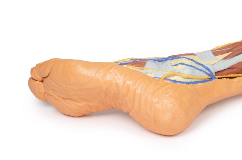 Lower limb - superficial dissection - 3D Printed Cadaver