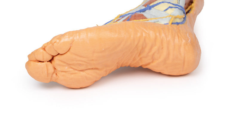 Lower limb - superficial dissection - 3D Printed Cadaver