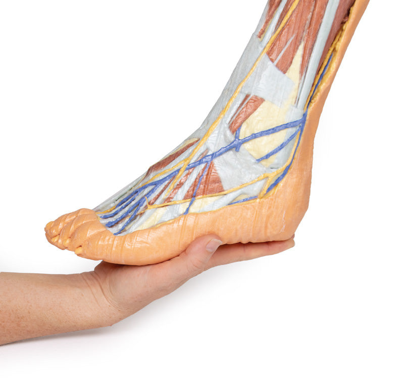 Lower limb - superficial dissection - 3D Printed Cadaver