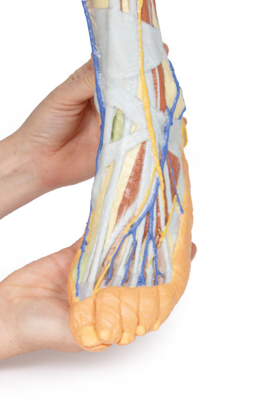 Lower limb - superficial dissection - 3D Printed Cadaver