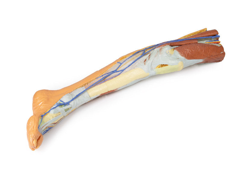 Lower limb - superficial dissection - 3D Printed Cadaver