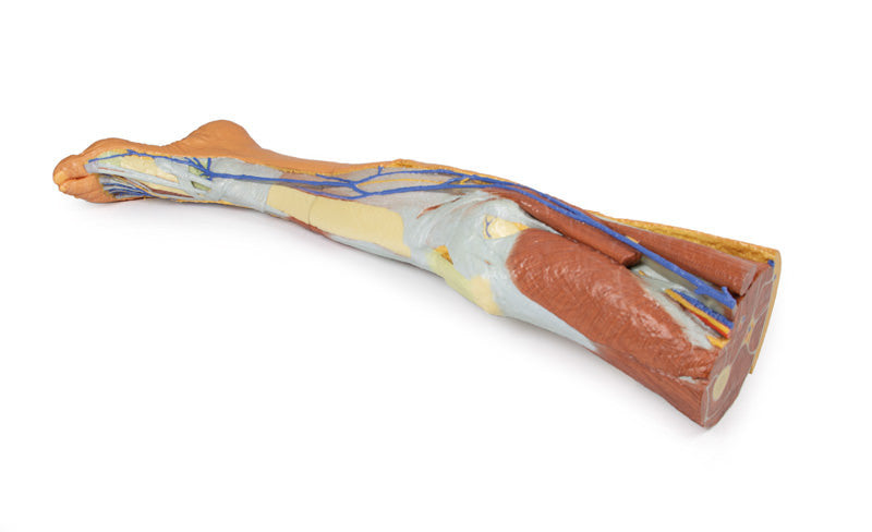 Lower limb - superficial dissection - 3D Printed Cadaver