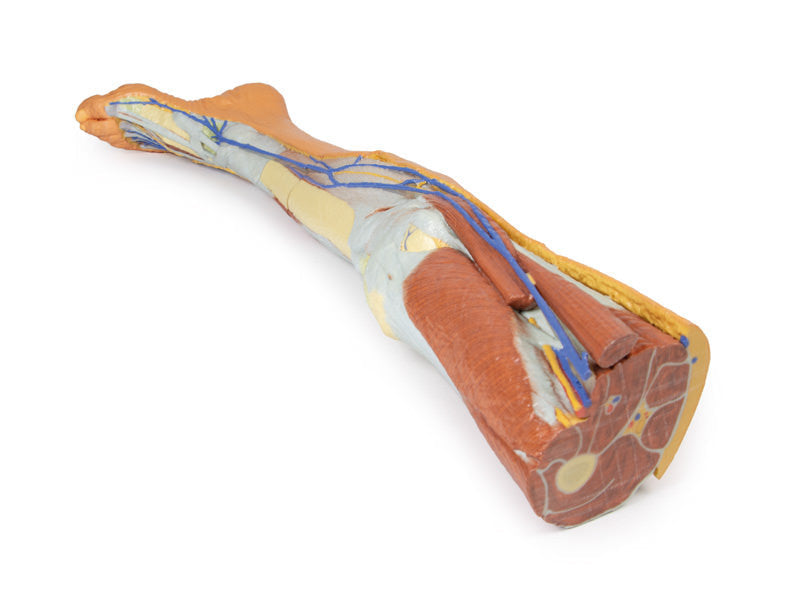 Lower limb - superficial dissection - 3D Printed Cadaver