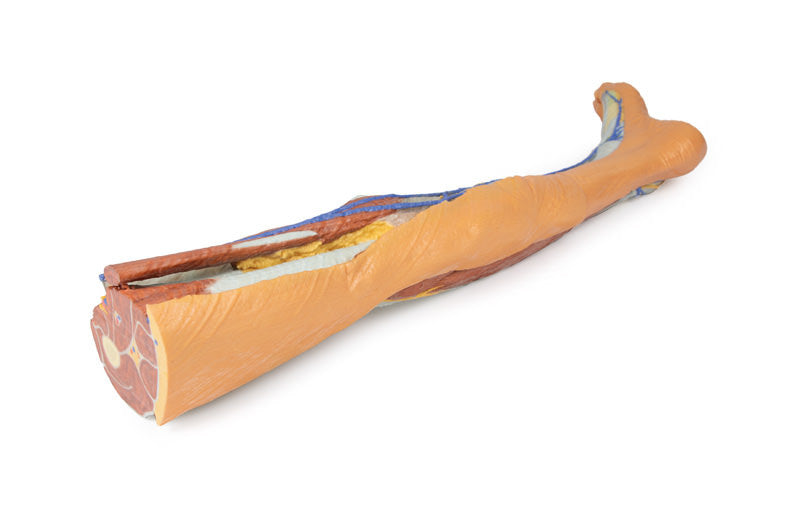 Lower limb - superficial dissection - 3D Printed Cadaver