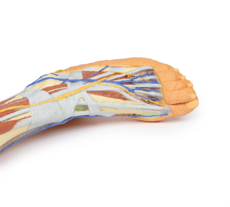 Lower limb - superficial dissection - 3D Printed Cadaver