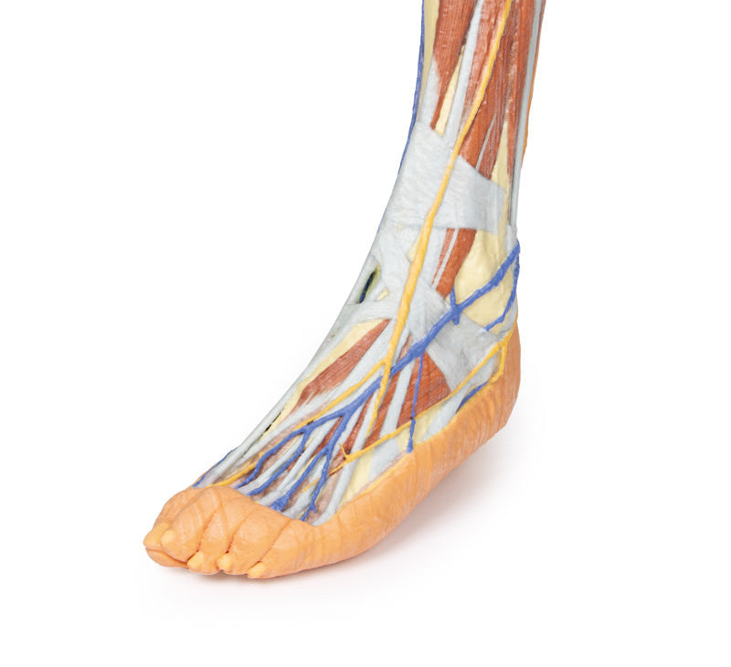 Lower limb - superficial dissection - 3D Printed Cadaver