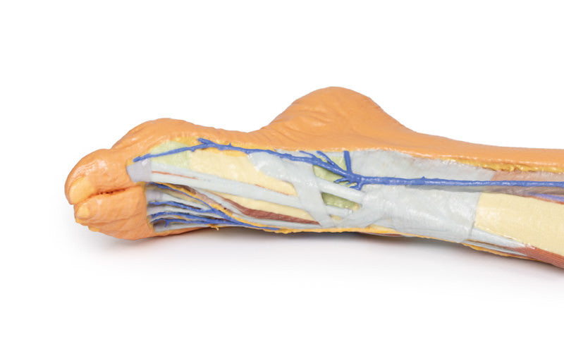 Lower limb - superficial dissection - 3D Printed Cadaver