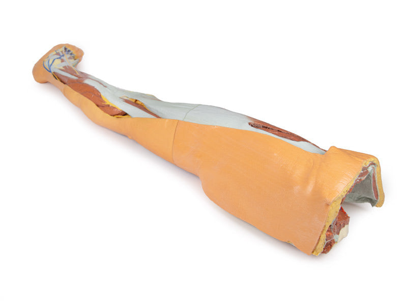 Lower limb - superficial dissection with male left pelvis - 3D Printed Cadaver