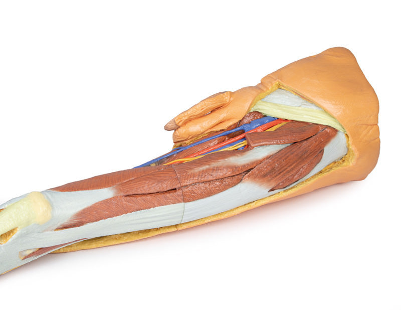 Lower limb - superficial dissection with male left pelvis - 3D Printed Cadaver