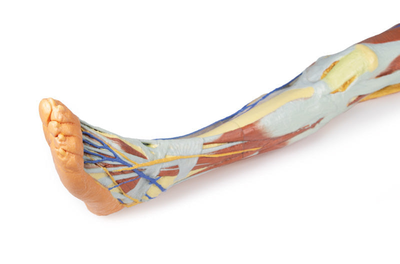 Lower limb - superficial dissection with male left pelvis - 3D Printed Cadaver