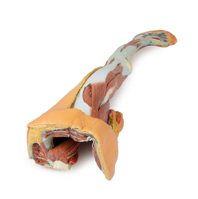 Lower limb - superficial dissection with male left pelvis - 3D Printed Cadaver