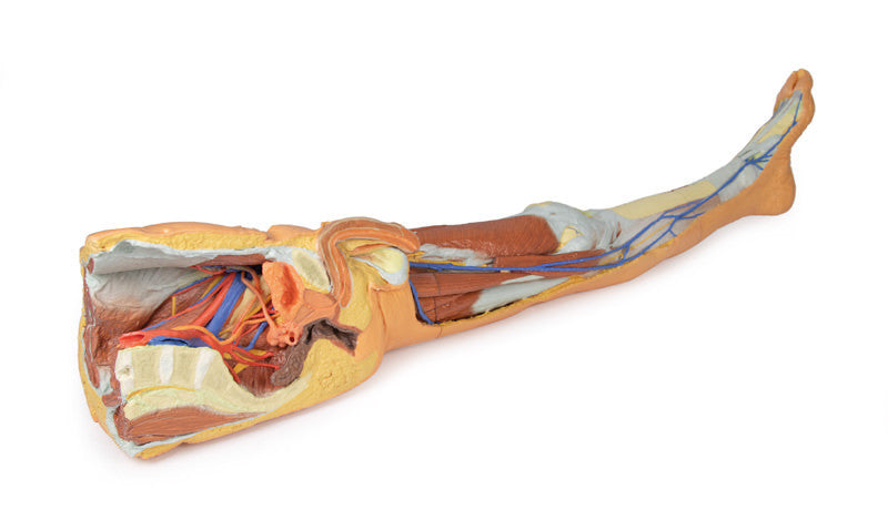 Lower limb - superficial dissection with male left pelvis - 3D Printed Cadaver