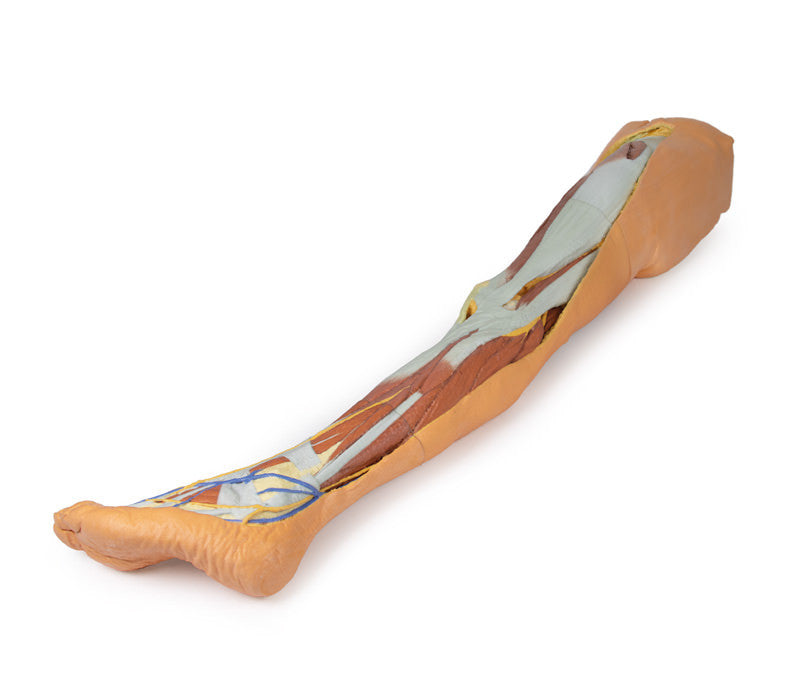 Lower limb - superficial dissection with male left pelvis - 3D Printed Cadaver