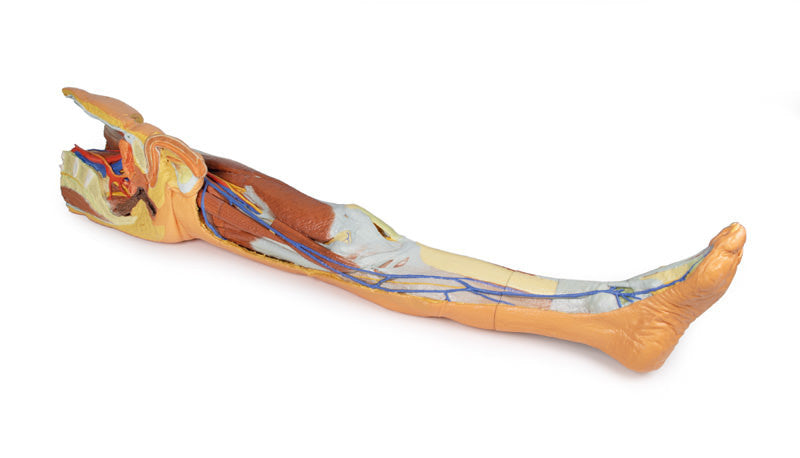 Lower limb - superficial dissection with male left pelvis - 3D Printed Cadaver