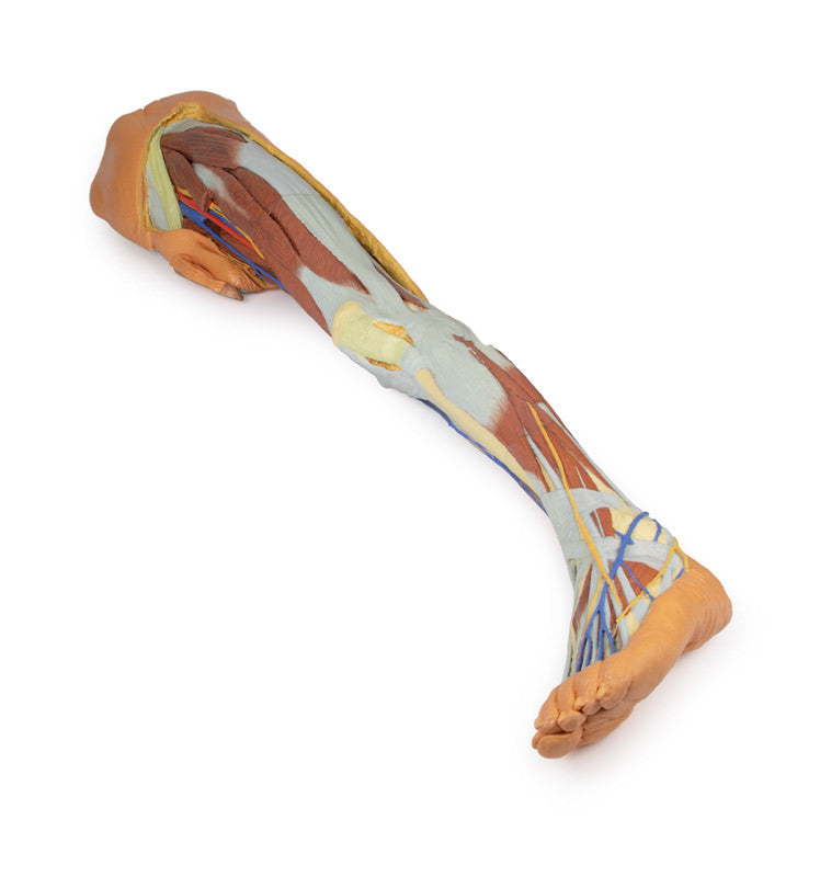 Lower limb - superficial dissection with male left pelvis - 3D Printed Cadaver